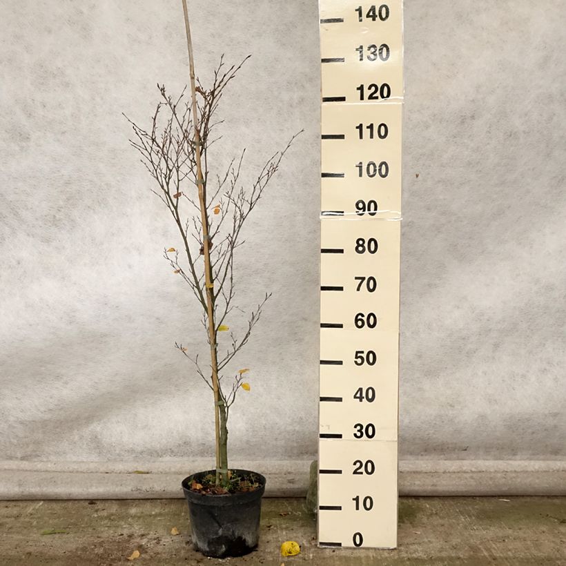 Esimerkki syksyllä toimitetusta Euroopanpyökki Rotundifolia 4 litran/5 litran ruukku-taimesta