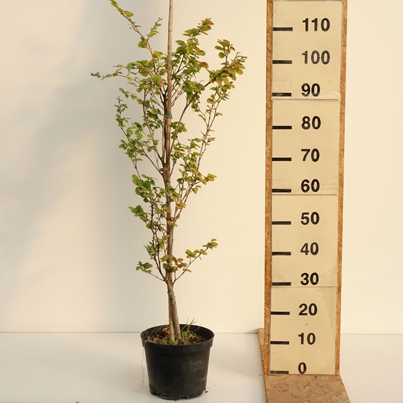 Esimerkki kesällä toimitetusta Euroopanpyökki Rotundifolia 4 litran/5 litran ruukku-taimesta