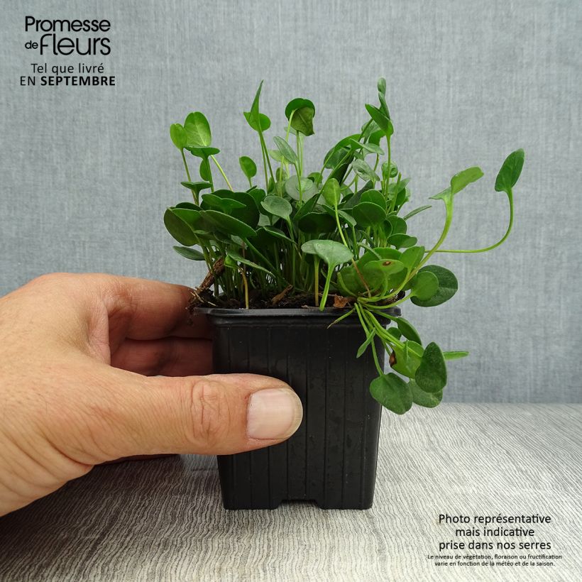 Esimerkki syksyllä toimitetusta Falkia repens 8/9 cm taimiruukku-taimesta