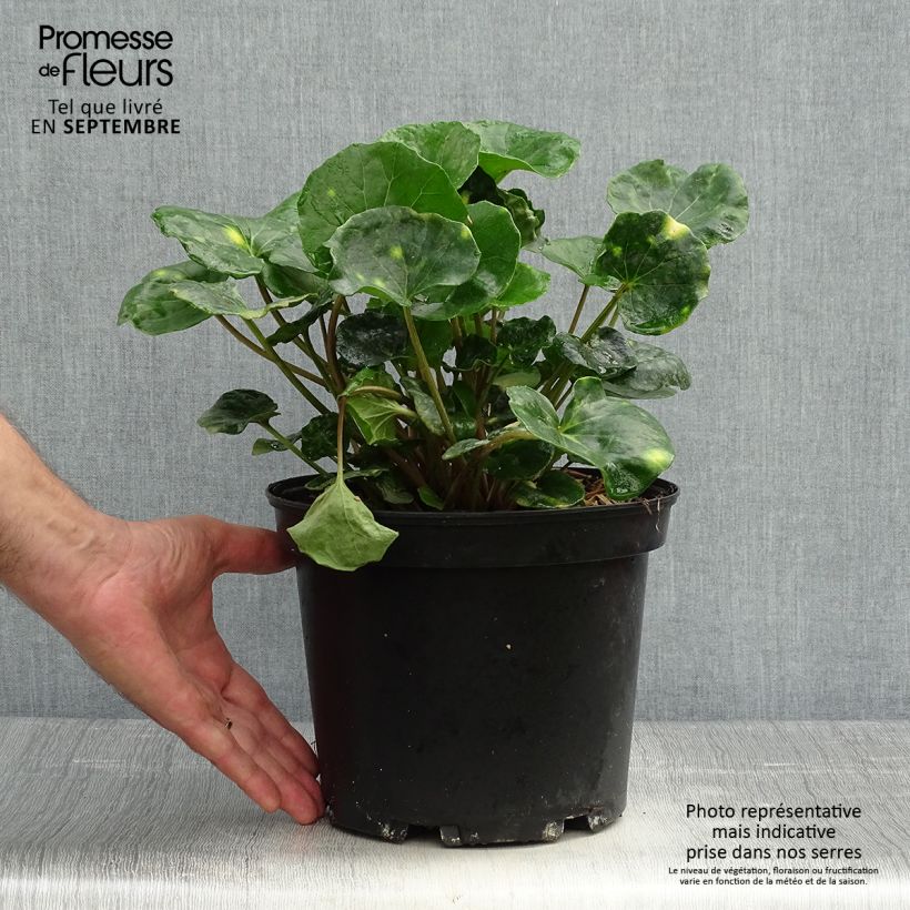 Esimerkki syksyllä toimitetusta Japaninnauhio Aureomaculatum 3 litran/4 litran ruukku-taimesta