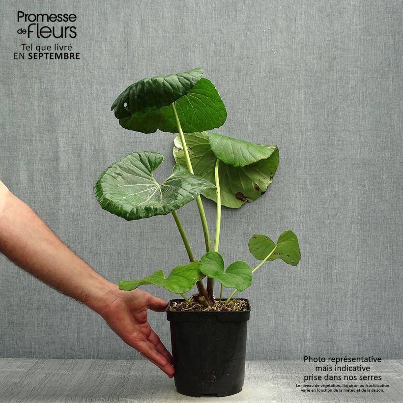 Esimerkki syksyllä toimitetusta Japaninnauhio - Farfugium japonicum 3 litran/4 litran ruukku-taimesta
