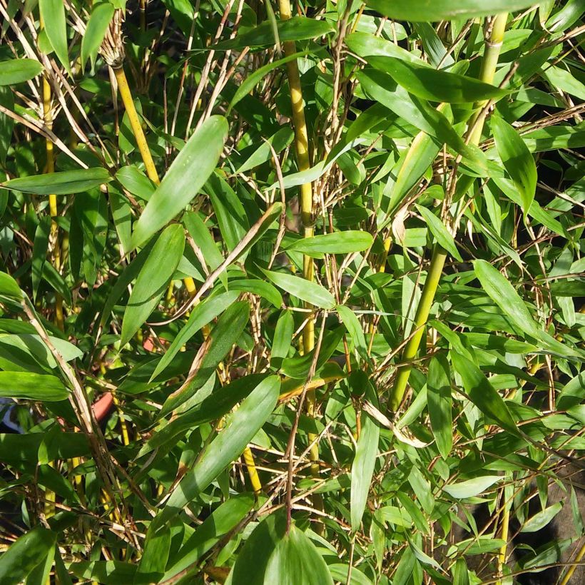 Ruokobambu Lancaster 1 (Lehvistö)