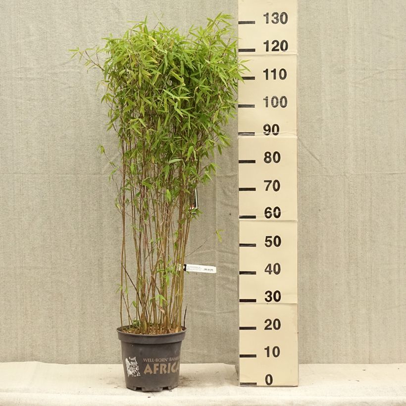 Esimerkki kesällä toimitetusta Fargesia Malachite Monkeys - Bambou non traçant Pot de 7,5L/10L-taimesta