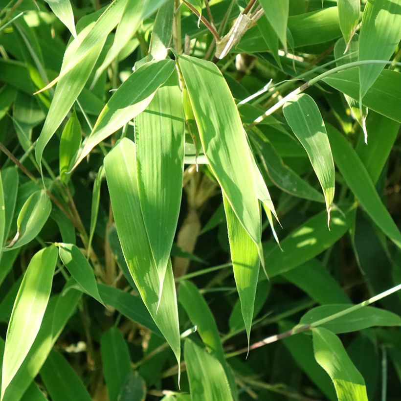 Ruokobambu Ivory Ibis (Lehvistö)