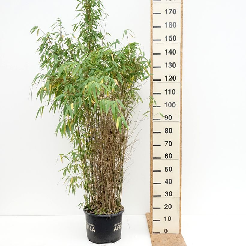 Esimerkki syksyllä toimitetusta Ruokobambu Ivory Ibis 7,5 litran / 10 litran ruukku-taimesta