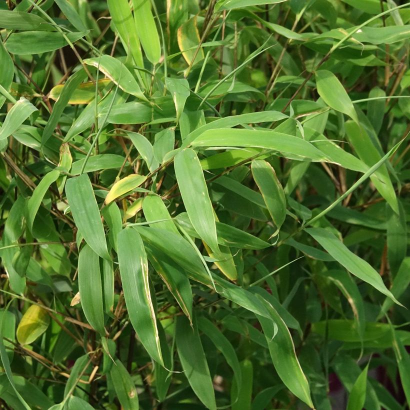 Ruokobambu Violet Woods (Lehvistö)