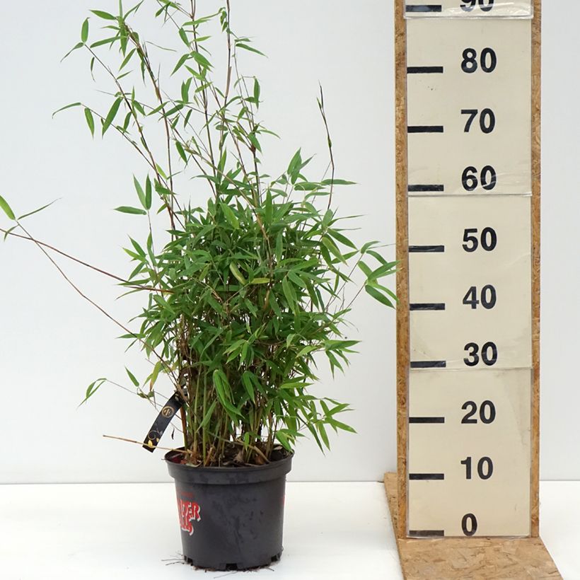 Esimerkki syksyllä toimitetusta Ruokobambu Violet Woods 4 litran/5 litran ruukku-taimesta