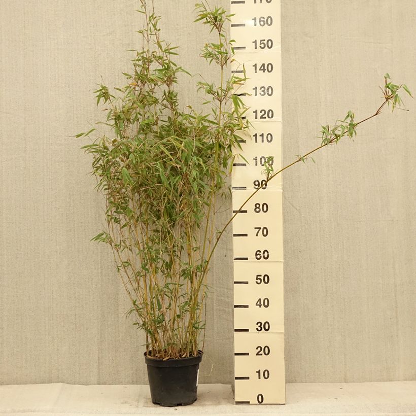 Esimerkki kesällä toimitetusta Kiiltoruokobambu Obelisk Ruukku 7,5L / 10L-taimesta