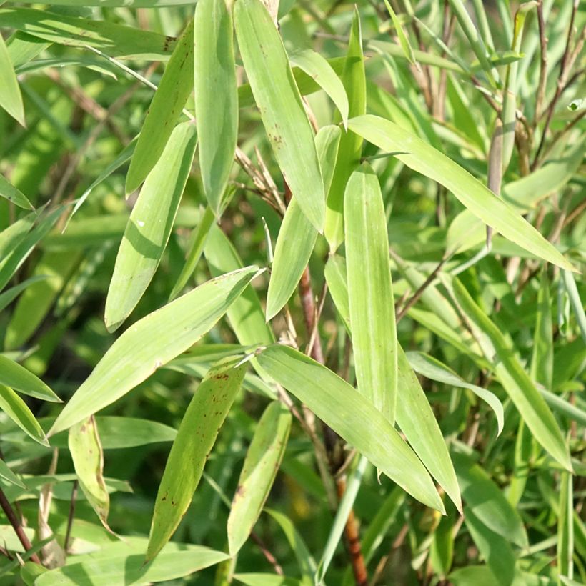 Kiiltoruokobambu Trifina Black (Lehvistö)