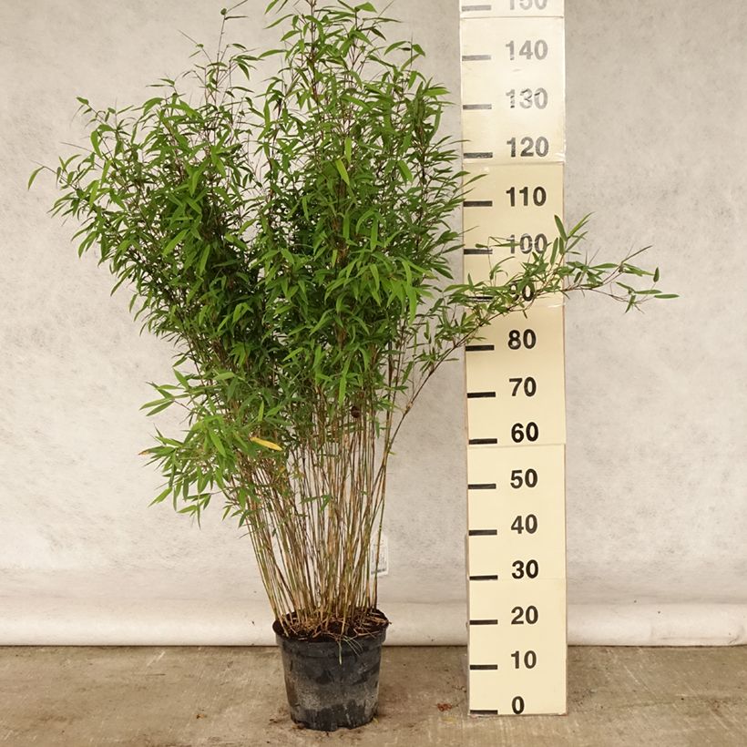 Esimerkki kesällä toimitetusta Kiiltoruokobambu Volcano Ruukku 7,5L / 10L-taimesta