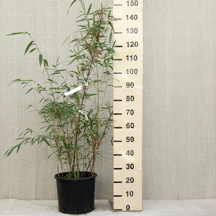Esimerkki syksyllä toimitetusta Fargesia papyrifera Blue Dragon - Bambou non traçant Pot de 7,5L/10L-taimesta