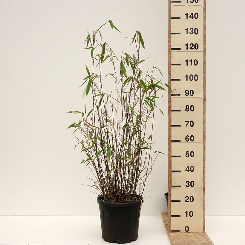 Esimerkki talvella toimitetusta Ruokobambu Blue Dragon Pot de 7,5L/10L-taimesta