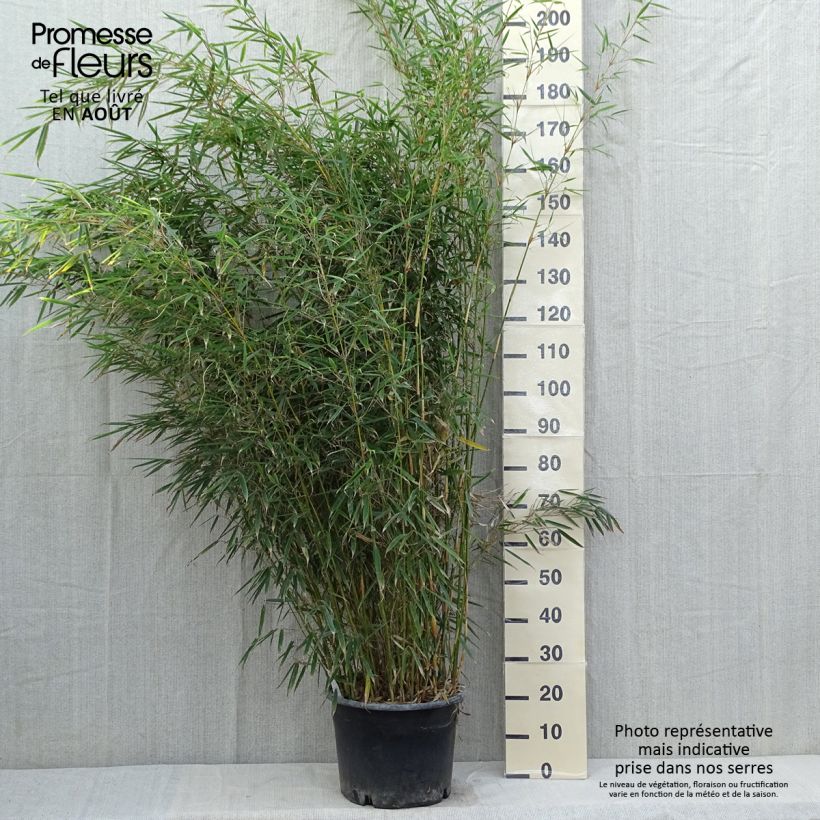 Esimerkki kesällä toimitetusta Ruokobambu - Fargesia robusta Ruukku 18L / 20L-taimesta