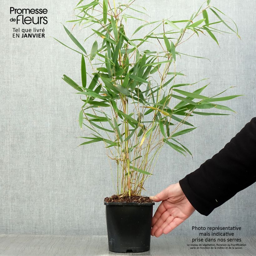 Esimerkki talvella toimitetusta Fargesia robusta Pingwu - Bambou non traçant Pot de 2L/3L-taimesta