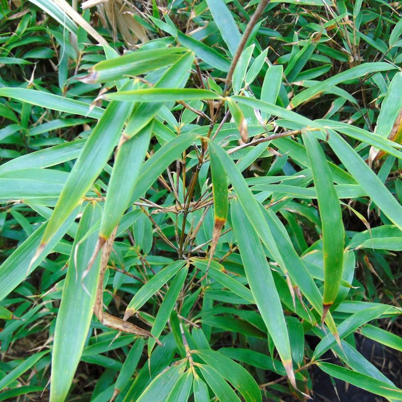 Ruokobambu Wenchuan (Lehvistö)