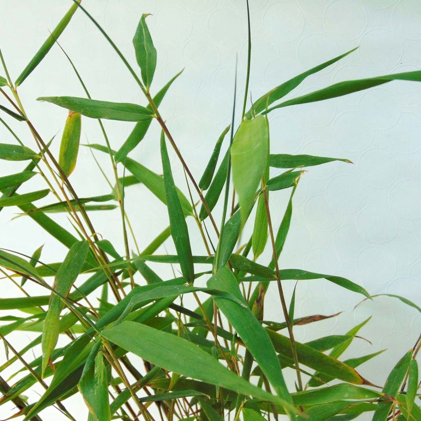 Ruokobambu Asian wonder (Lehvistö)