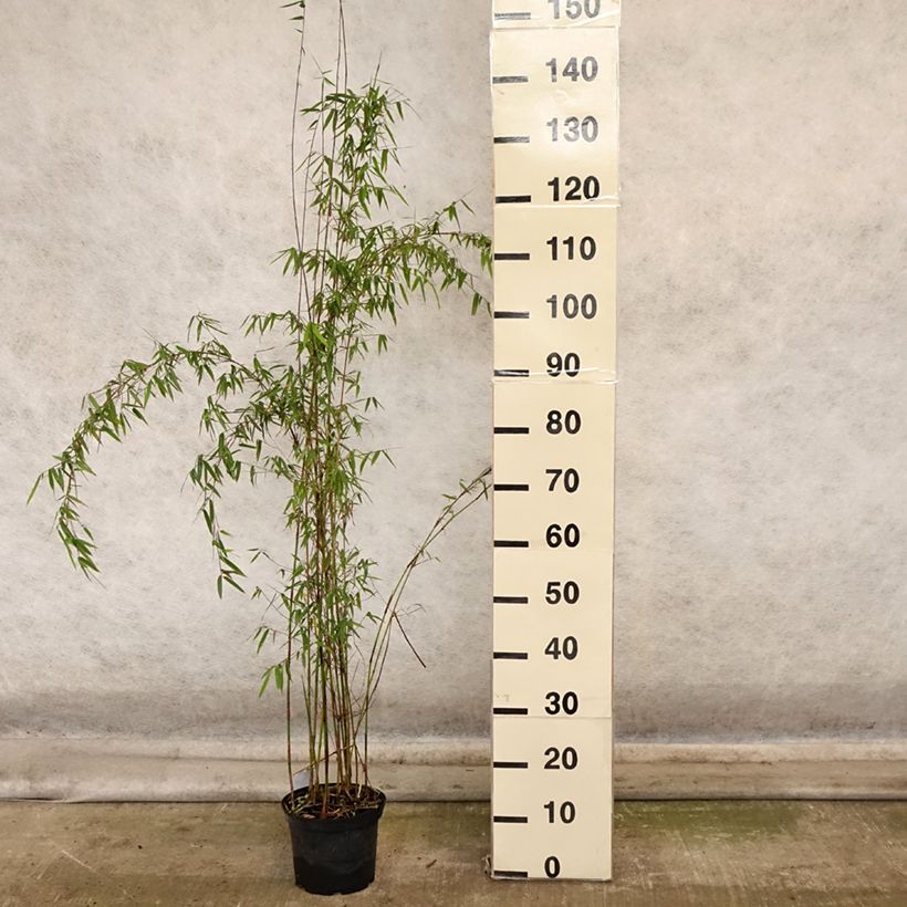 Esimerkki syksyllä toimitetusta Fargesia sp Jiuzhaigou Deep Purple - Bambou non traçant. Pot de 2L/3L-taimesta