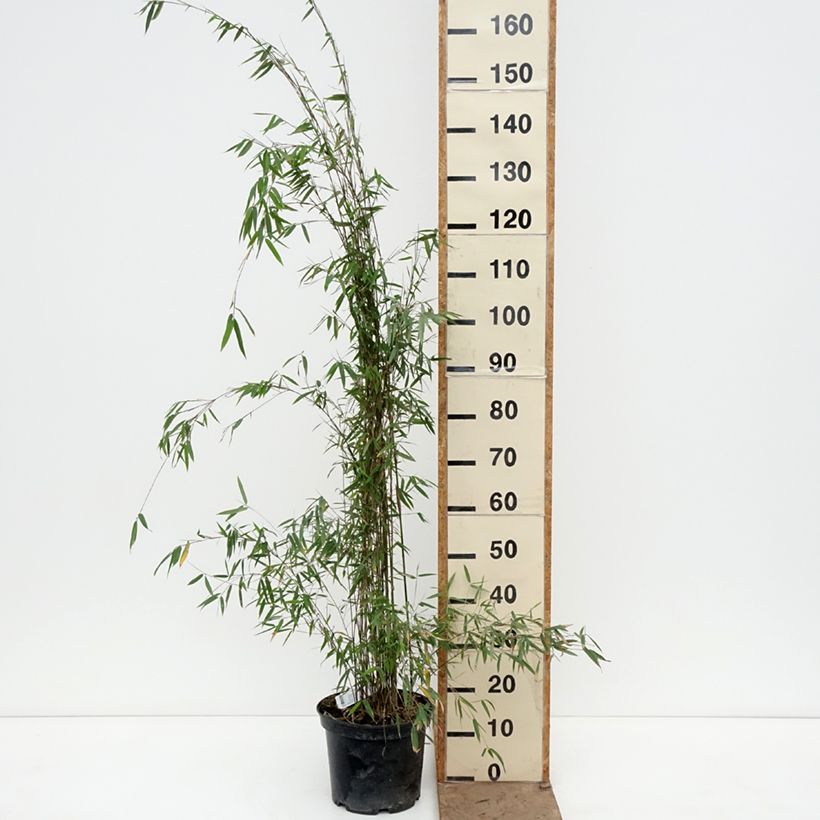 Esimerkki keväällä toimitetusta Ruokobambu Deep Purple Pot de 2L/3L-taimesta