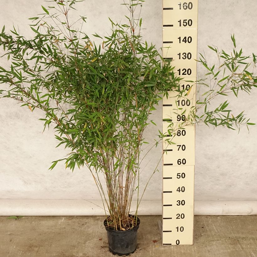 Esimerkki kesällä toimitetusta Kiiltoruokobambu Winter Joy Ruukku 7,5L / 10L-taimesta