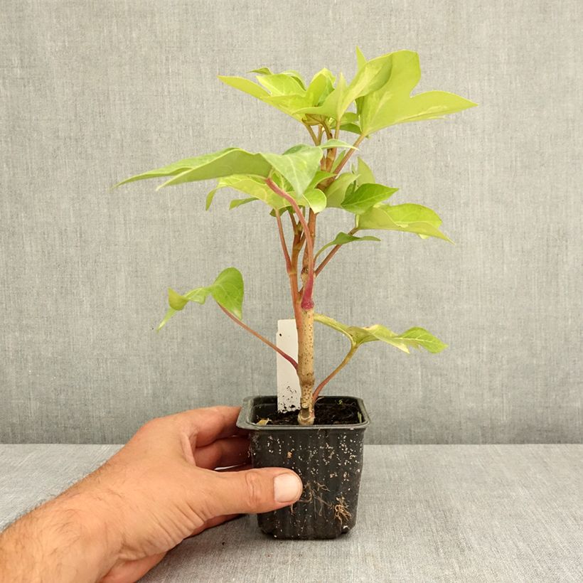 Esimerkki kesällä toimitetusta Murattiaralia Annemieke 8/9 cm taimiruukku-taimesta