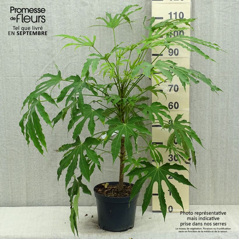 Esimerkki syksyllä toimitetusta Huonearalia Green Fingers 6 litran/7 litran ruukku-taimesta
