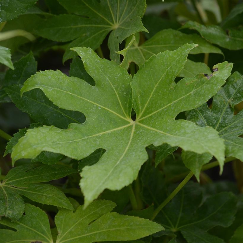 Huonearalia - Fatsia japonica (Lehvistö)