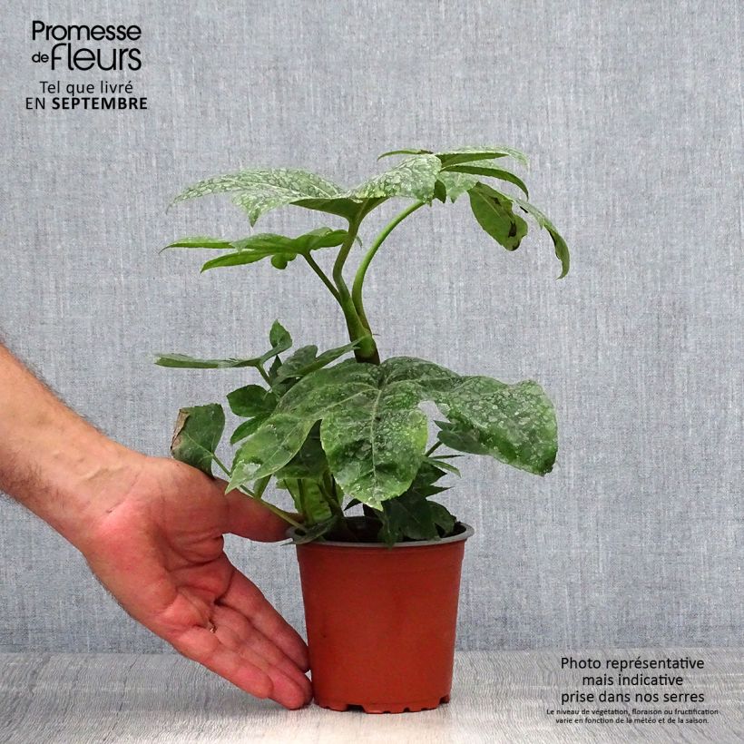 Esimerkki syksyllä toimitetusta Huonearalia - Fatsia japonica 8/9 cm taimiruukku-taimesta