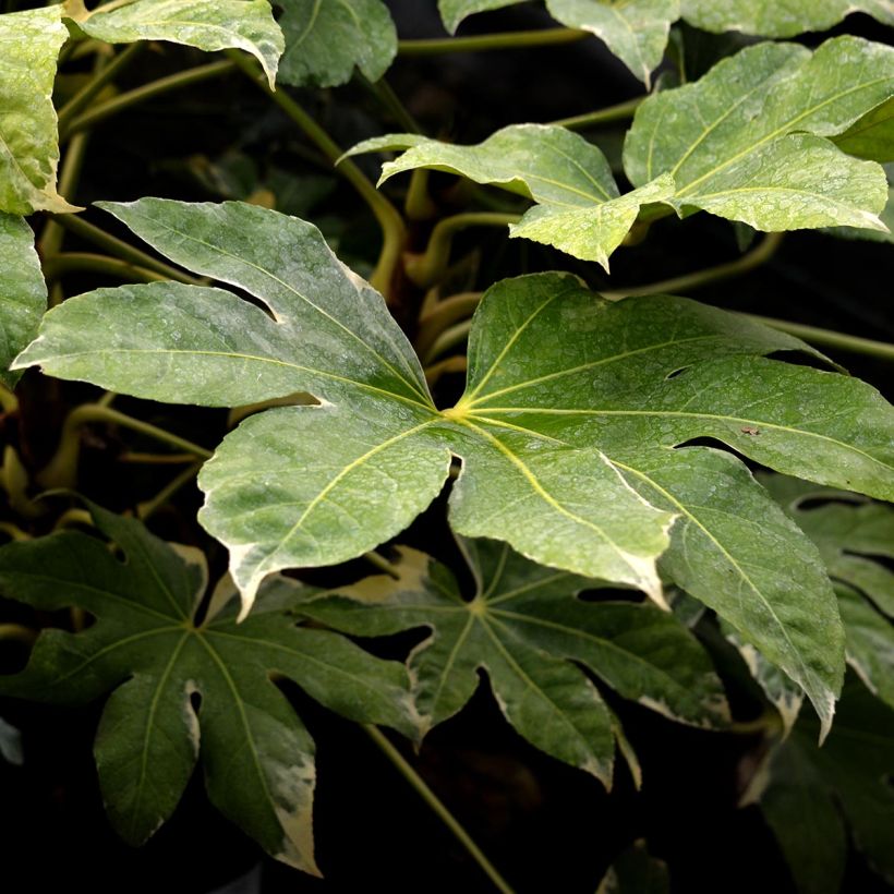 Huonearalia Variegata (Lehvistö)