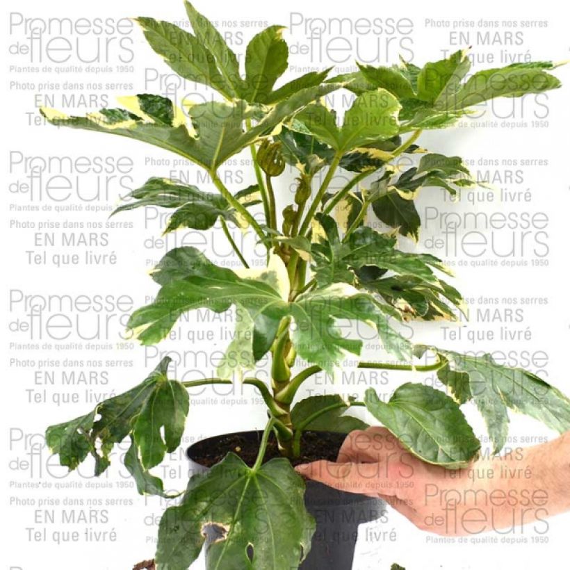 Esimerkki toimitetusta Faux-aralia - Fatsia japonica Variegata Pot de 3L/4L-taimesta