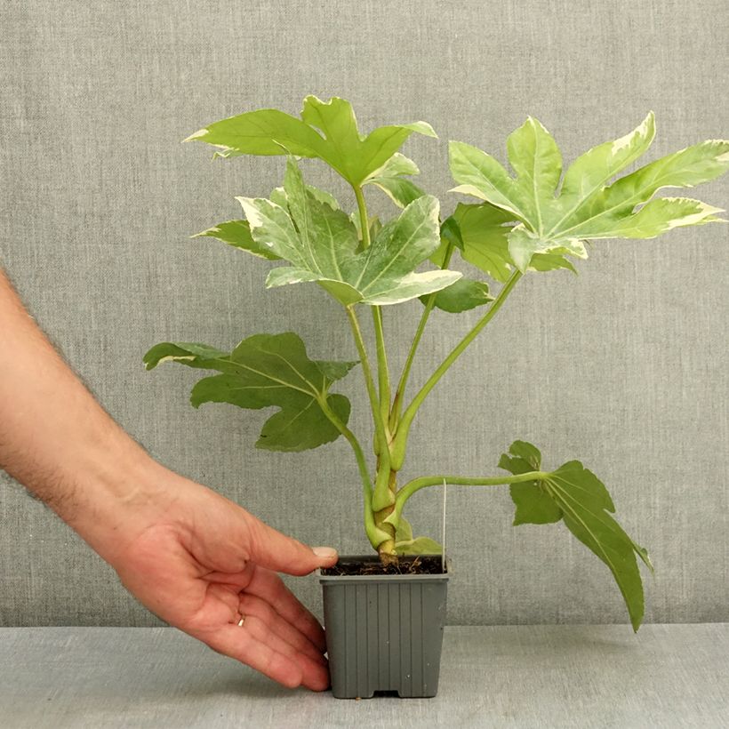 Esimerkki kesällä toimitetusta Huonearalia Variegata 8/9 cm taimiruukku-taimesta