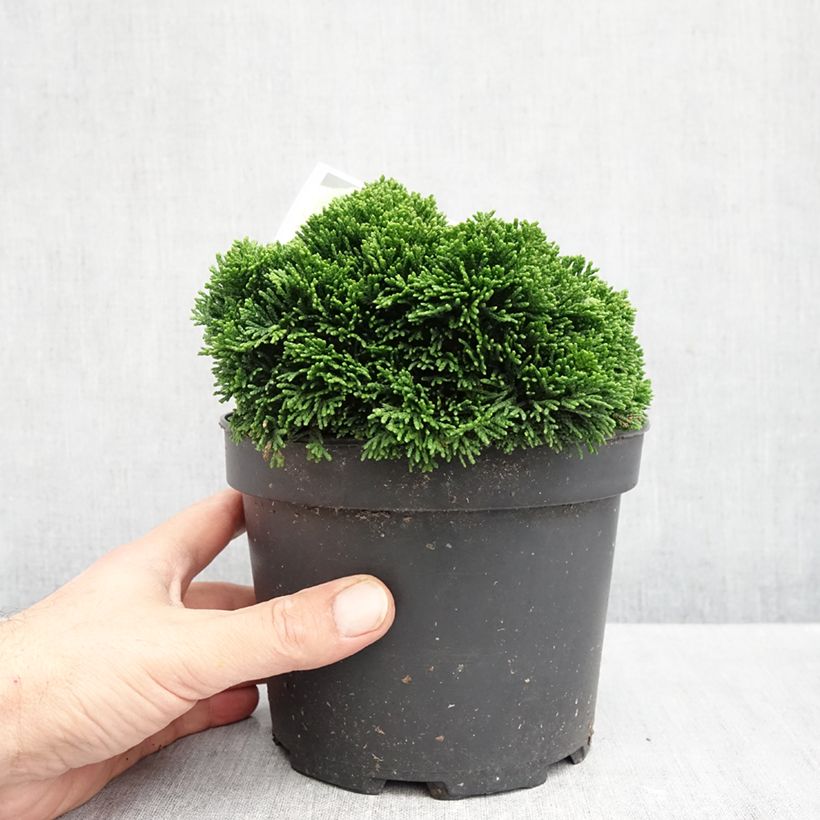Esimerkki syksyllä toimitetusta Temppelikypressi Juniperoides 2 litran/3 litran ruukku-taimesta