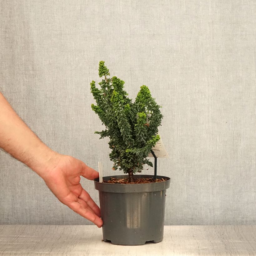 Esimerkki kesällä toimitetusta Temppelikypressi Juniperoides Pot de 2L/3L-taimesta