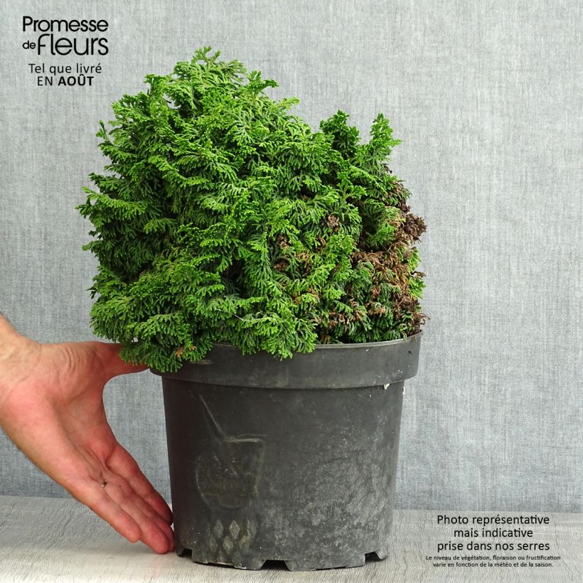 Esimerkki kesällä toimitetusta Temppelikypressi Kosteri Pot de 4L/5L-taimesta