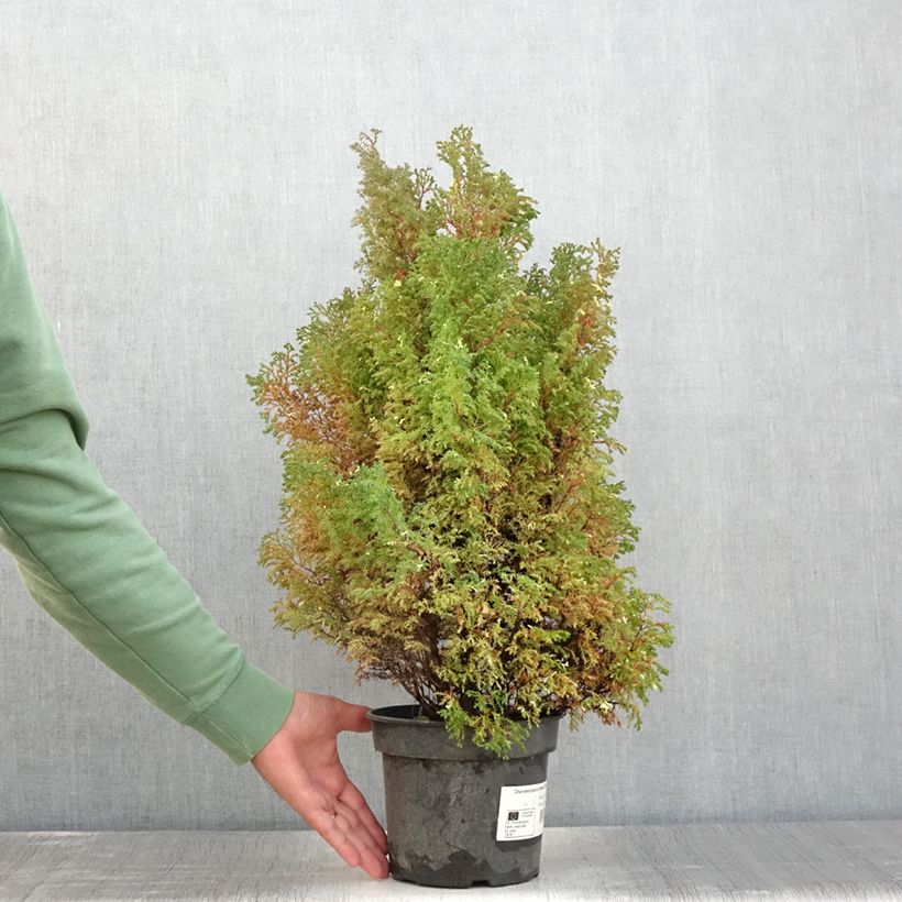 Esimerkki kesällä toimitetusta Temppelikypressi Snowflake Pot de 2L/3L-taimesta