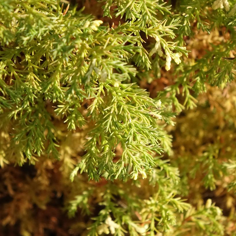 Temppelikypressi Snowflake (Lehvistö)