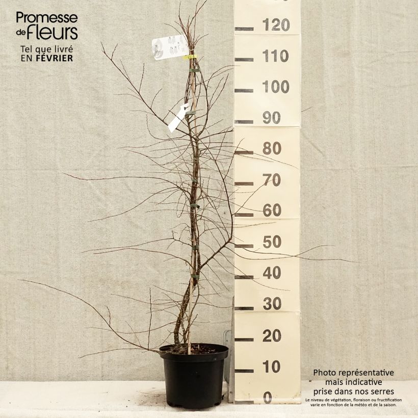 Esimerkki talvella toimitetusta Poimuetelänpyökki - Nothofagus antarctica Pot de 4L/5L-taimesta