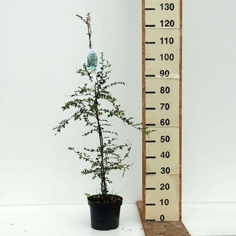 Esimerkki kesällä toimitetusta Poimuetelänpyökki - Nothofagus antarctica 4 litran/5 litran ruukku-taimesta
