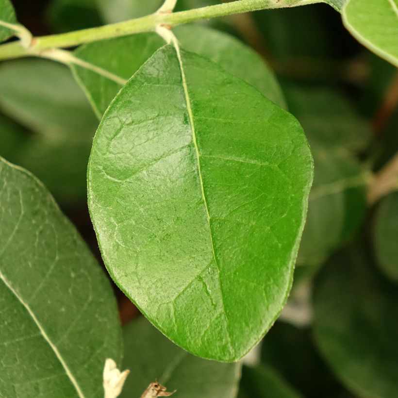 Feijoa Apollo (Lehvistö)
