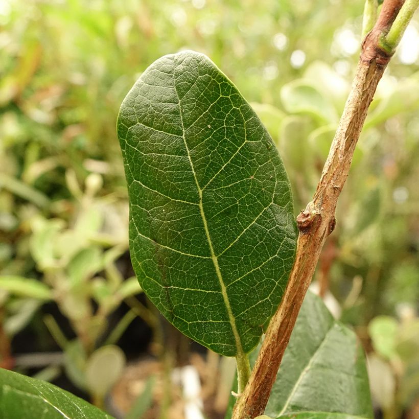 Feijoa Mammouth (Lehvistö)