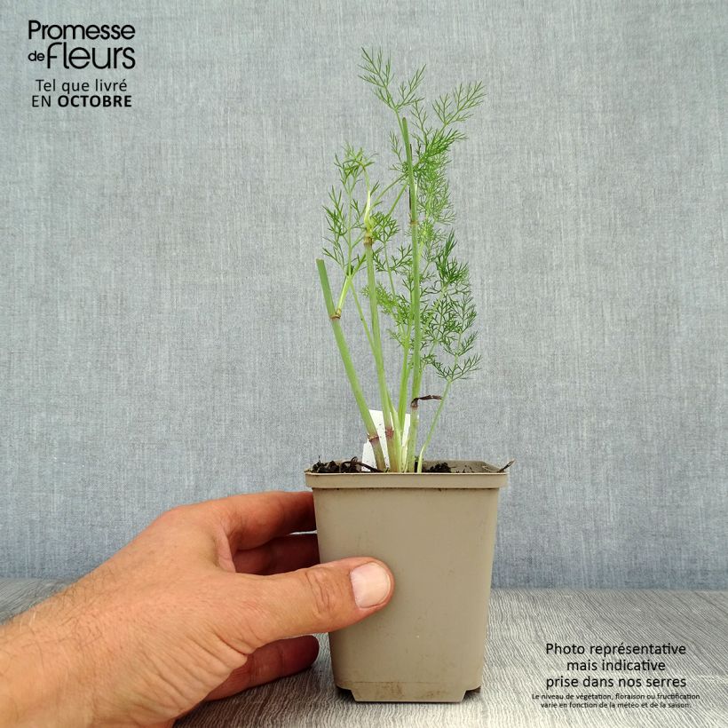 Esimerkki syksyllä toimitetusta Fenkoli - Foeniculum vulgare 7/8 cm taimiruukku-taimesta