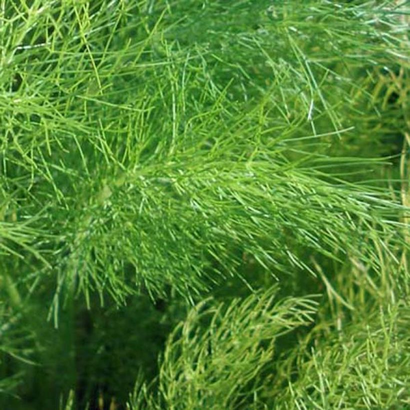 Fenkoli - Foeniculum vulgare (Lehvistö)