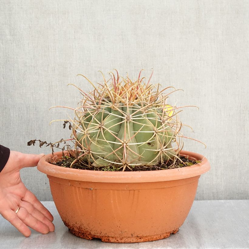 Esimerkki syksyllä toimitetusta Rautakaktus - Ferocactus emoryi 7,5 litran/10 litran malja-taimesta