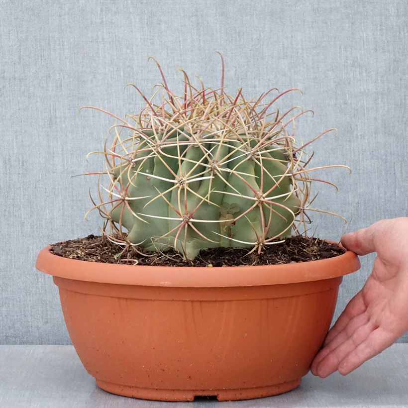 Esimerkki kesällä toimitetusta Rautakaktus - Ferocactus emoryi 7,5 litran/10 litran malja-taimesta