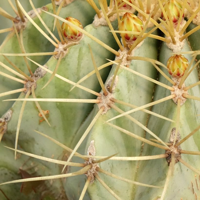 Rautakaktus - Ferocactus glaucescens (Lehvistö)
