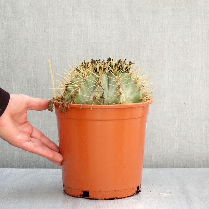 Esimerkki syksyllä toimitetusta Rautakaktus - Ferocactus glaucescens 4 litran/5 litran ruukku-taimesta