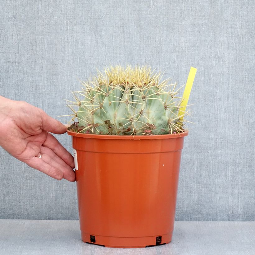 Esimerkki kesällä toimitetusta Rautakaktus - Ferocactus glaucescens 4 litran/5 litran ruukku-taimesta