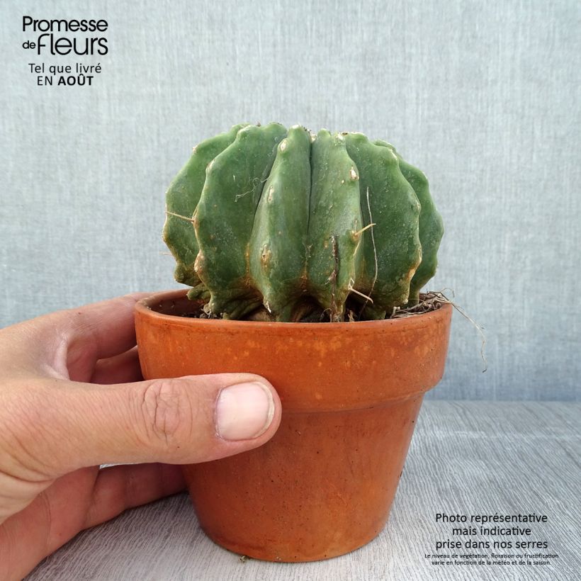 Esimerkki kesällä toimitetusta Rautakaktus Inermis Ruukku 12 cm / 13 cm-taimesta