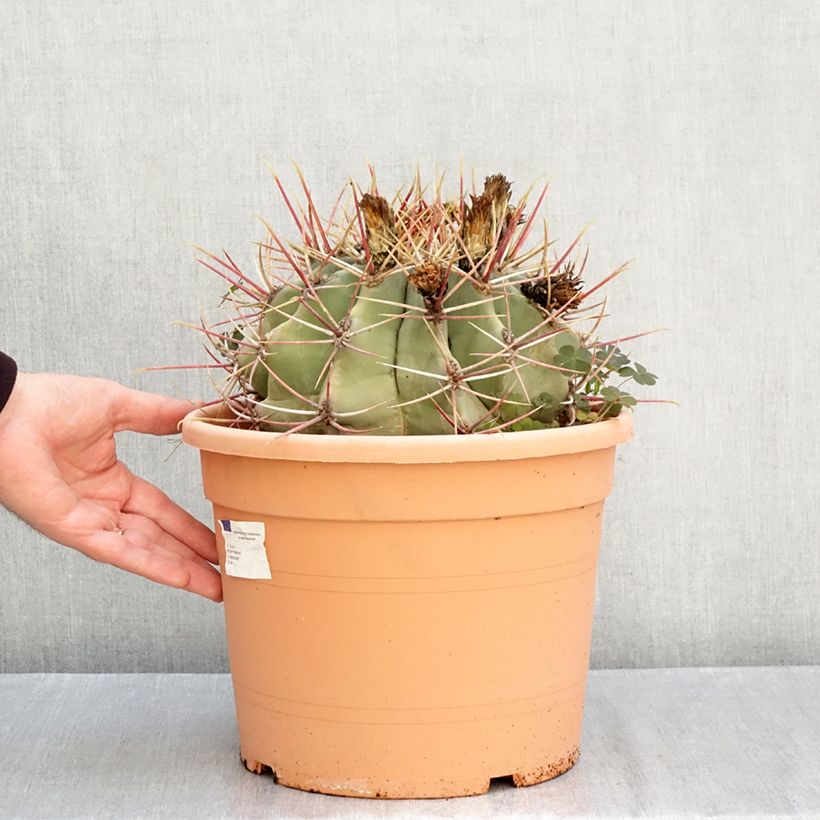 Esimerkki syksyllä toimitetusta Rautakaktus - Ferocactus gracilis subsp. coloratus 7,5 litran/10 litran malja-taimesta