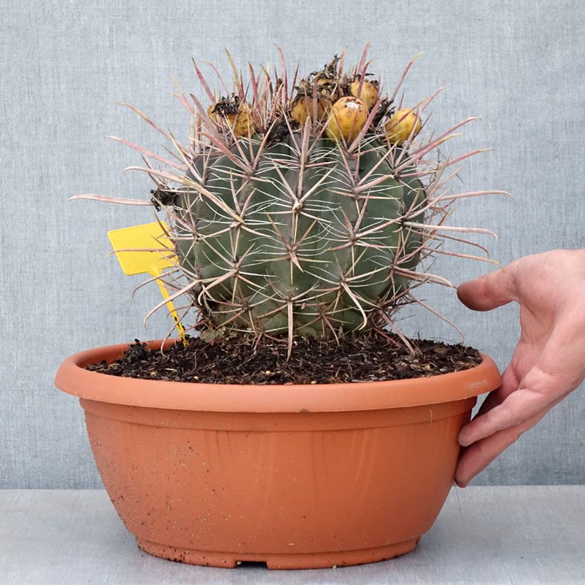 Esimerkki kesällä toimitetusta Rautakaktus - Ferocactus gracilis subsp. coloratus 7,5 litran/10 litran malja-taimesta