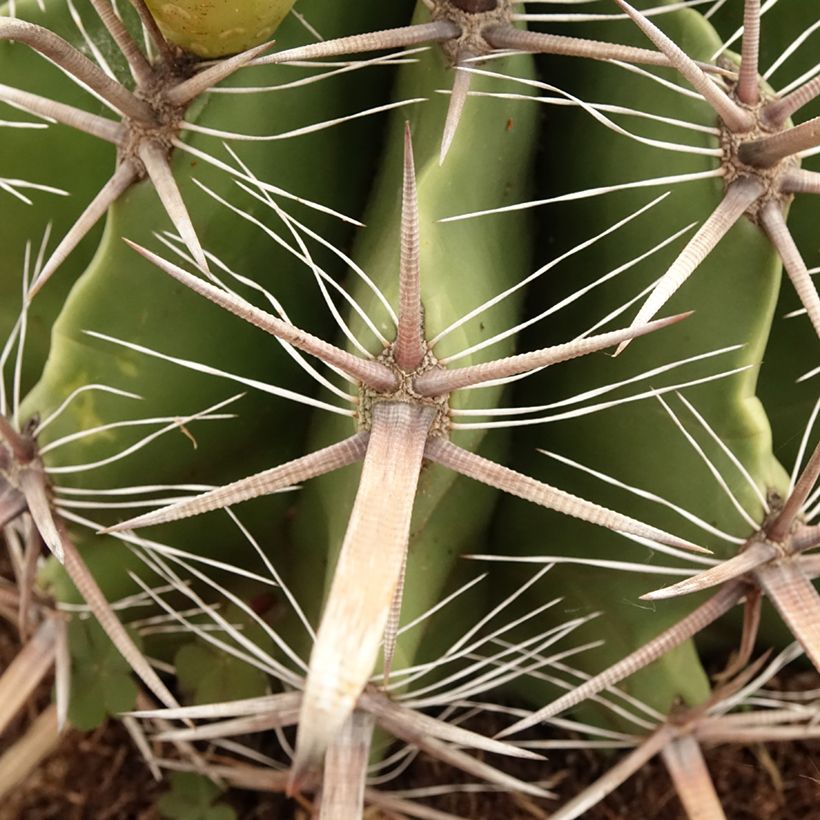 Rautakaktus - Ferocactus horridus (Lehvistö)